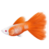 Red Albino Guppy (Art by: #386310)